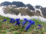 51 Gentiana acaulis (Genziana di Koch) con vista sullo Spondone